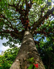 Lush tropical tree with colorful fruit clusters