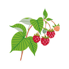 Raspberry Branch with Red Berries and Green Leaves
