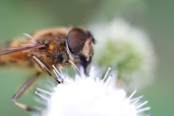 Macro close-up of a bee collecting nectar on a flower