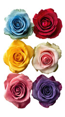 Close-up arrangement of six vibrant roses