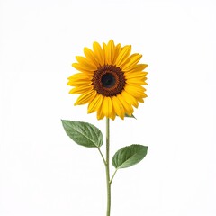 Obraz premium sunflower isolated on white background