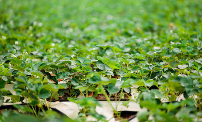 Lush green strawberry plants in rows at a vibrant farm field