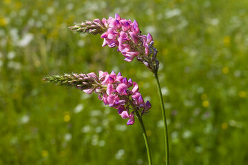 Saat-Esparsette (Onobrychis viciifolia) begegnet auf der Schwäbischen Alb