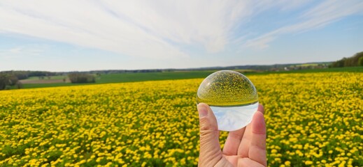Dandelion field in crystal ball