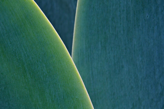Diagonal edge of agave leaf