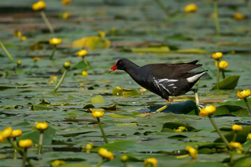 Teichhuhn, Teichralle (Gallinula chloropus) mit Futter im Schnabel läuft über die Blätter von...