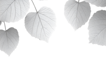 Gray-scale close-up of several delicate leaves, with intricate veins visible, against a black background