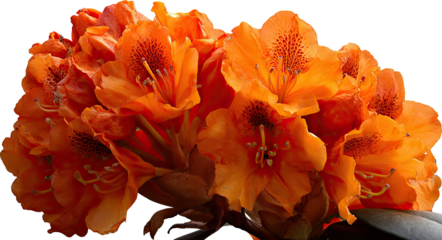 Close-up of a vibrant cluster of orange azalea blossoms