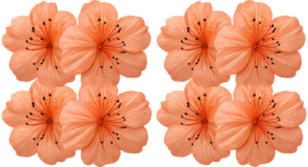 Symmetrical arrangement of six peach-colored flowers