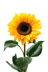 Fototapeta premium Bright yellow sunflower against black background
