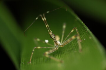  An Emesinae assassin bug is perched on a leaf. Its ambushing behavior is typical of this predatory...