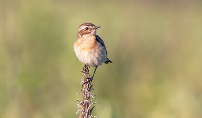 robin on a branch