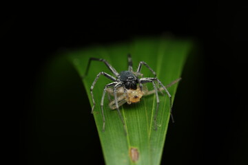 A Huntsman spider (Family Sparassidae, Genus Thelcticopis) on a leaf, capturing a small insect as prey. This highlights its predatory behavior, relying on speed and agility rather than webs to hunt.
