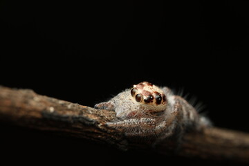 The jumping spider (family Salticidae) possesses some of the most advanced vision among arachnids, with eight large eyes enabling precise prey detection. Its body is covered in fine hairs,