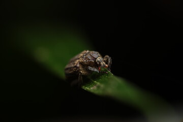 A Weevil (Family Curculionidae) resting on a leaf, showcasing its long snout and hardened body. Commonly found on plants, it feeds on various plant parts while navigating its natural habitat.