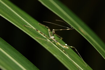 Photograph of a thread-legged bug (Emesinae, family Reduviidae) showing its slender twig-like legs while resting motionlessly on a leaf, a typical behavior for camouflage and ambush predation.