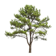 Obraz premium Green leafy deciduous tree isolated on transparent background transparent background