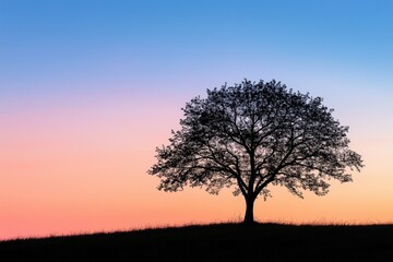 Tree Silhouette Against Twilight Sky