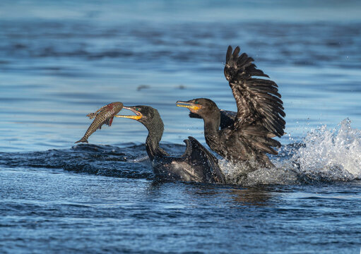 Bigua o cormoran negro, aves, peleando por un pescado