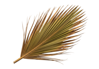 Desiccated palm frond in parched ochre and golden browns, stiff, brittle, with intricate wrinkles, on a transparent studio background with copy space, serene study of natural decay and endurance