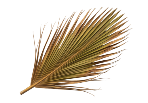 Desiccated palm frond in parched ochre and golden browns, stiff, brittle, with intricate wrinkles, on a transparent studio background with copy space, serene study of natural decay and endurance