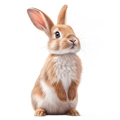 Obraz premium Adorable fluffy bunny rabbit standing upright with pink ears and whiskers a cute easter symbol transparent background