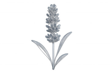 Silver lavender flower with transparent background, perfect for adding a touch of elegance to various design projects