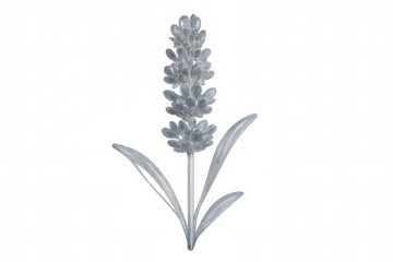 Silver lavender flower with transparent background, perfect for adding a touch of elegance to various design projects