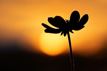 Flower Silhouette with Sunset Glow