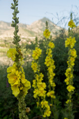 Mountain yellow flowers grown on rocks in the mountains