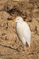 A Western Cattle Egret
