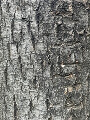Tree bark, old and darkened. Tree trunk with textured bark. Deadwood of spruce. Untreated edged board of coniferous species. Grunge forest texture. Natural background