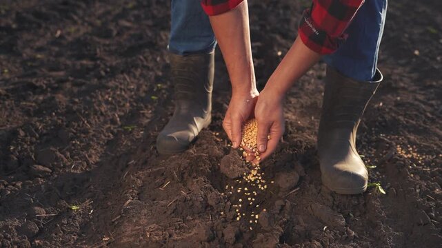 Person in boots and jeans is holding a handful of seeds. Hands planting seeds in the soil. A garden with boots and a garden in spring. Someone wearing boots and jeans is gripping a lifestyle handful.