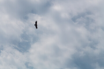 High in the blue sky with white clouds, an eagle soars majestic