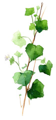 Watercolor illustration of a plant stem with leaves and small flowers