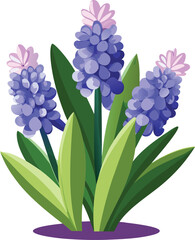 Fototapeta premium Hyacinth flowers isolated on white background