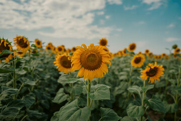 Fototapeta premium Bright yellow sunflowers bloom in a vast field under a blue sky nature summer