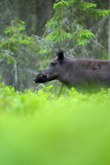 Wild boar with big tusks in the forest scenery