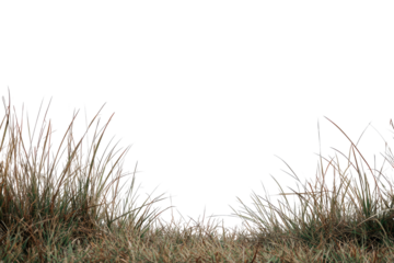 Close-up of dry, textured grass tufts framing a dark void