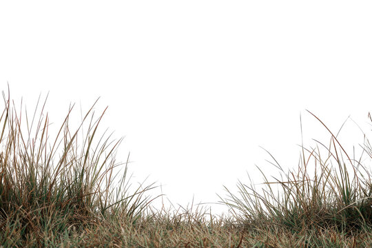 Close-up of dry, textured grass tufts framing a dark void