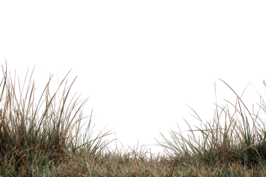 Close-up of dry, textured grass tufts framing a dark void