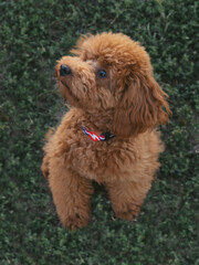 Poodle toy puppy in grass. Poodle toy portrait