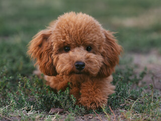 Poodle toy puppy dog ​​lying in the green grass.