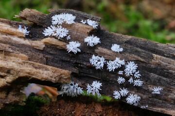 Amazing Ceratiomyxa fruticulosa, commonly known as honeycomb coral slime mold or coral slime mold...