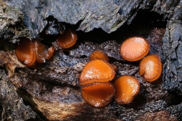 Fototapeta premium Amazing forest little mushrooms - Scutellinia scutellata
