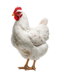 A white chicken stands on a white background