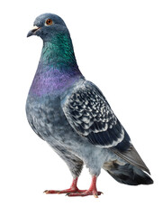 Naklejka premium Stunning pigeon with iridescent feathers, perfect for nature, wildlife, and urban themes, isolated on a clean backdrop