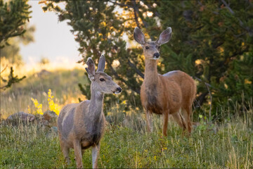 Herd of Doe Mule Deer