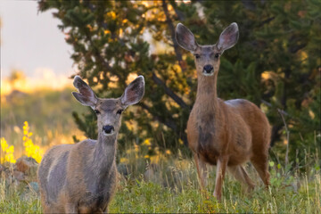 Herd of Doe Mule Deer