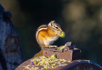 Chipmunk Snacking